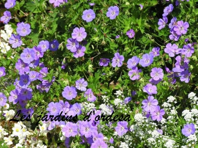 Geranium rozanne